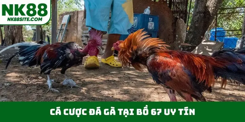 Cá cược đá gà tại bồ 67 uy tín