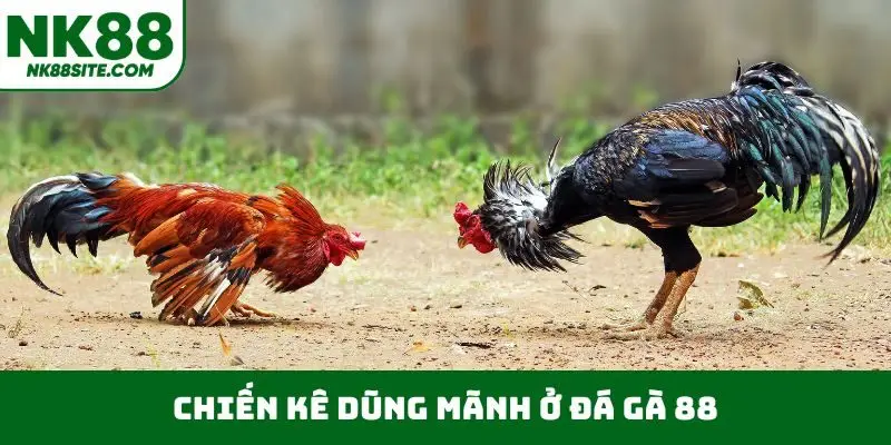 Chiến kê dũng mãnh ở đá gà 88