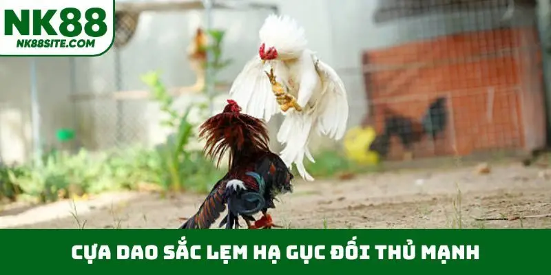 Cựa dao sắc lẹm hạ gục đối thủ mạnh