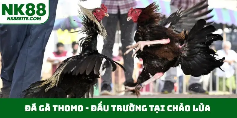 Đá gà Thomo