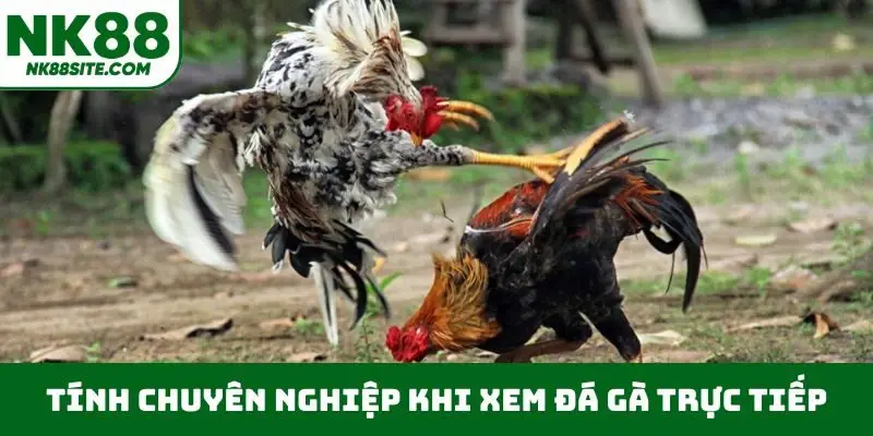 Tính chuyên nghiệp khi xem đá gà trực tiếp
