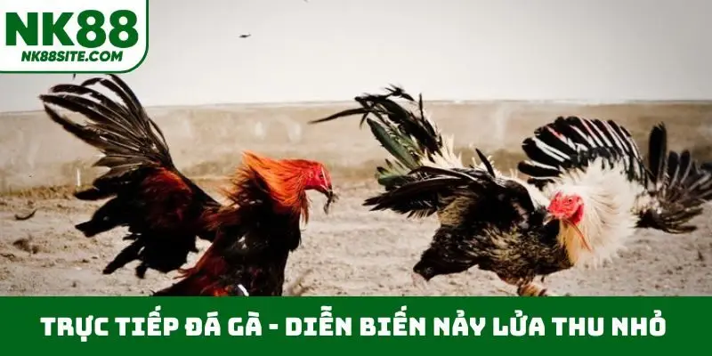 Trực tiếp đá gà