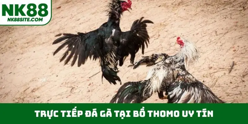 Trực tiếp đá gà tại bồ Thomo uy tín